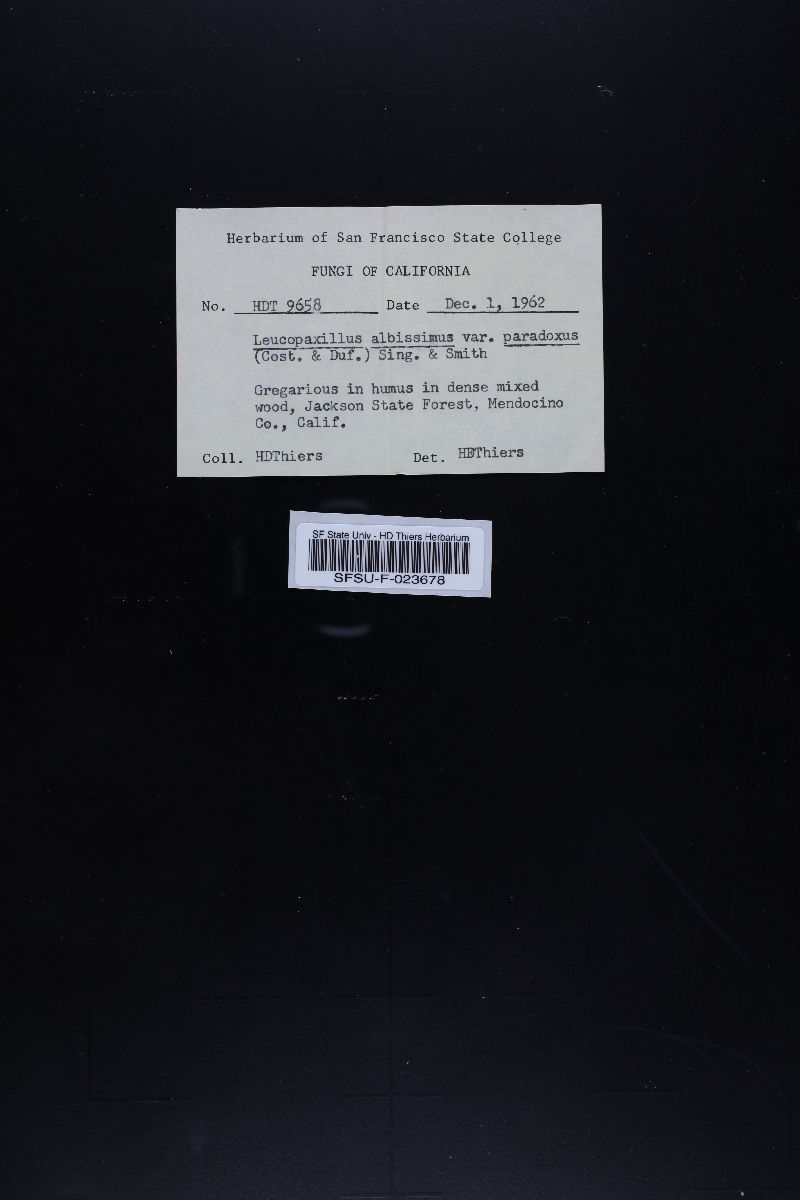 Leucopaxillus paradoxus image