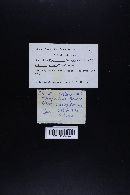 Thumbnail image of current specimen