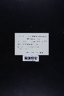 Lyophyllum decastes image