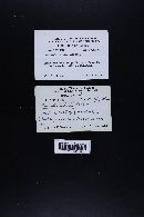 Marasmiellus praeacutus image