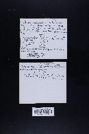 Marasmiellus pluvius image