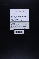 Marasmiellus ramealis image