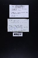 Thumbnail image of current specimen