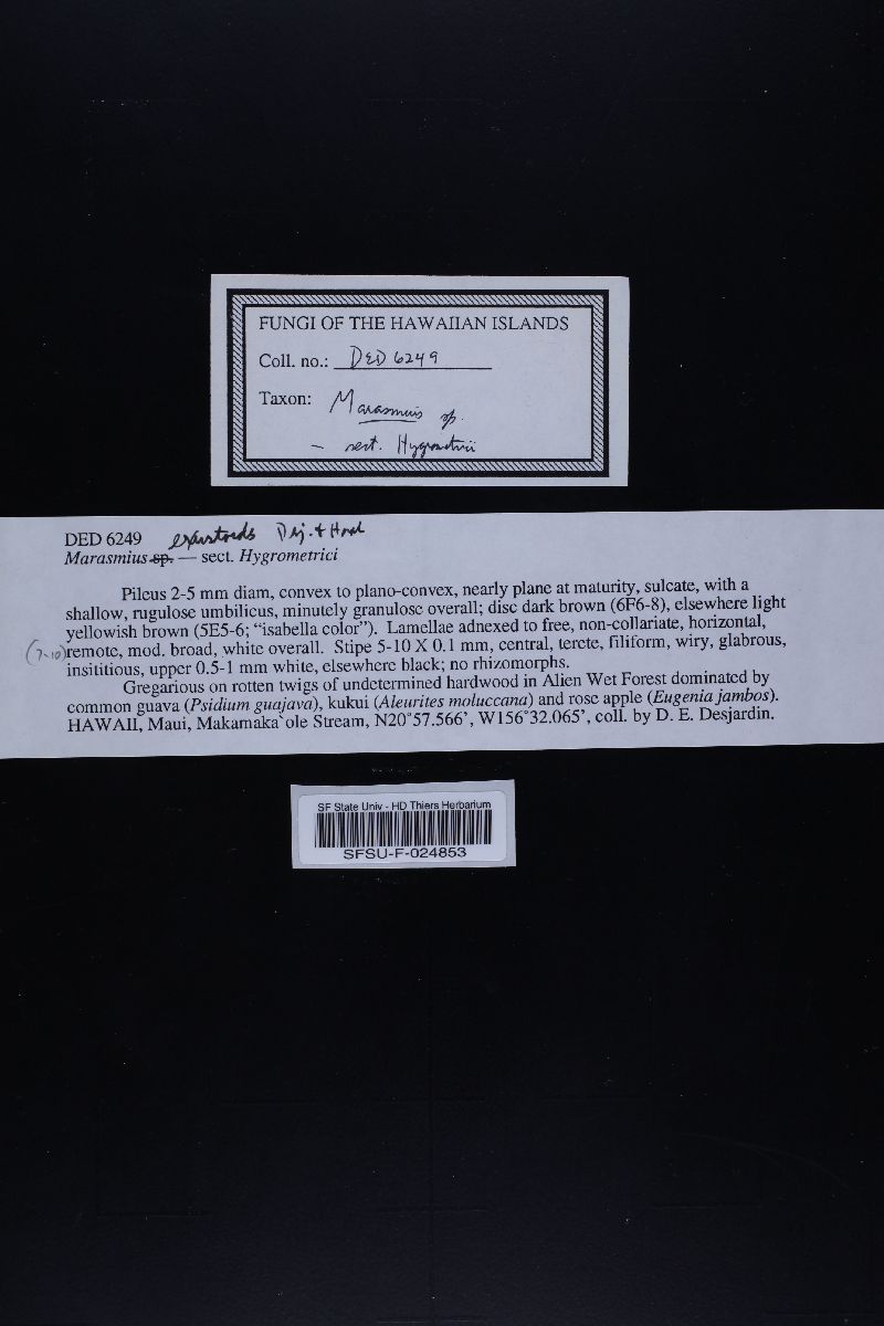 Marasmius exustoides image