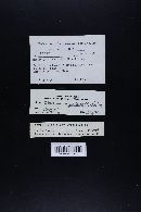 Marasmius nigrodiscus image