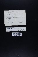 Marasmius oreades image