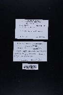 Marasmius salalis image