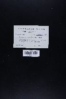 Marasmius siccus image