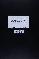 Marasmius rotalis image