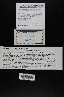 Media resource of Mycena papyracea