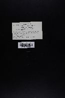 Mycena purpureofusca image