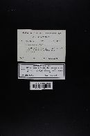 Mycena purpureofusca image