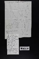 Media resource of Naucoria subconspersa