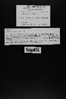 Media resource of Naucoria submelinoides