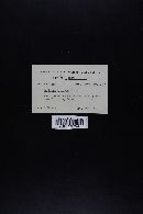 Neolentinus lepideus image