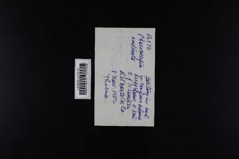 Phaeocollybia radicata image
