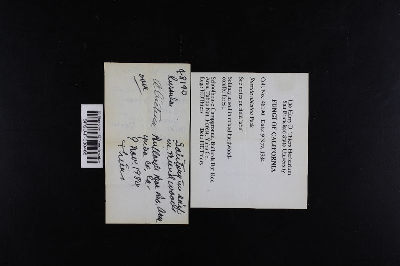 Russula abietina image