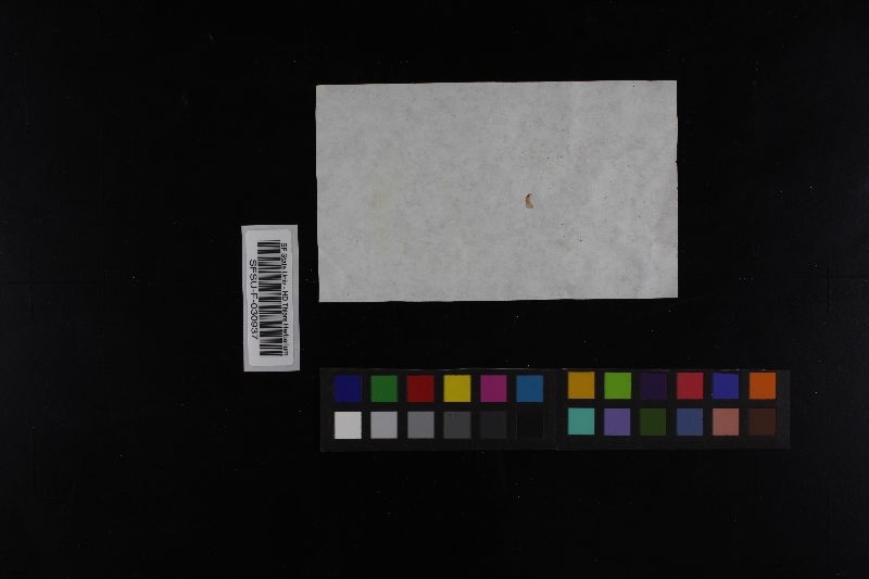 Russula risigallina image