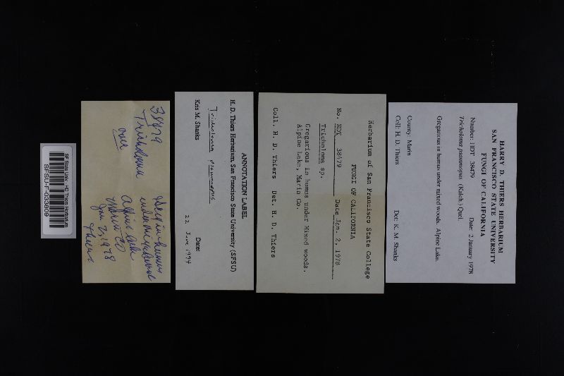 Tricholoma psammopus image