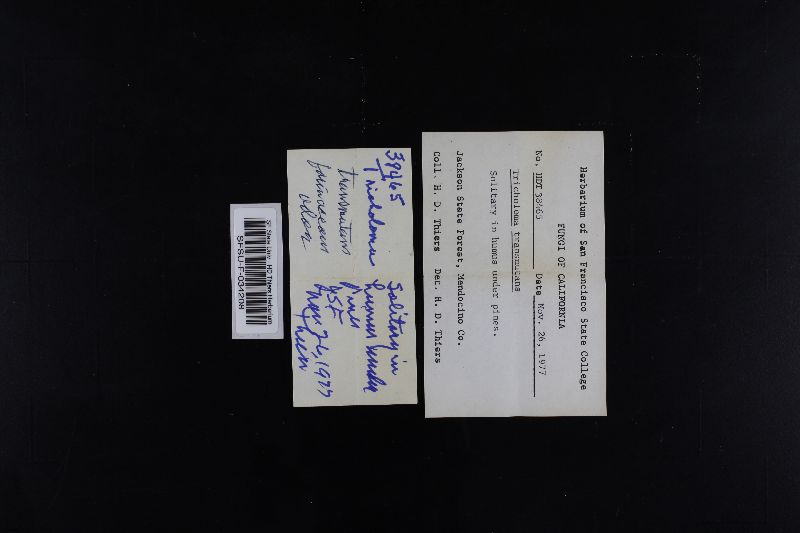 Tricholoma transmutans image