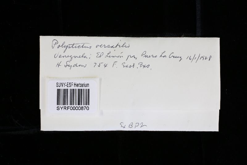 Hirschioporus versatilis image