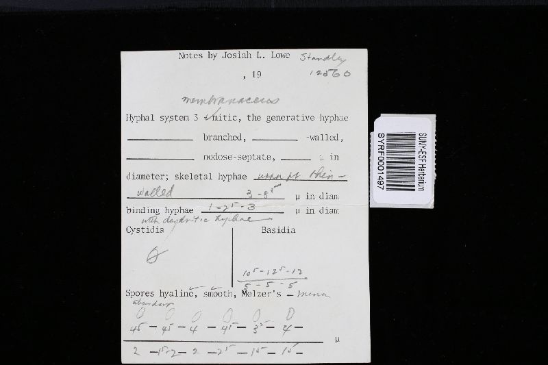 Coriolus membranaceus image