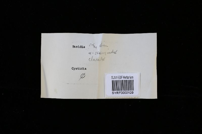 Skeletocutis stellae image