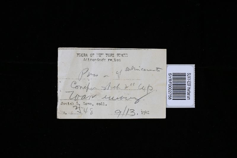 Sidera vulgaris image