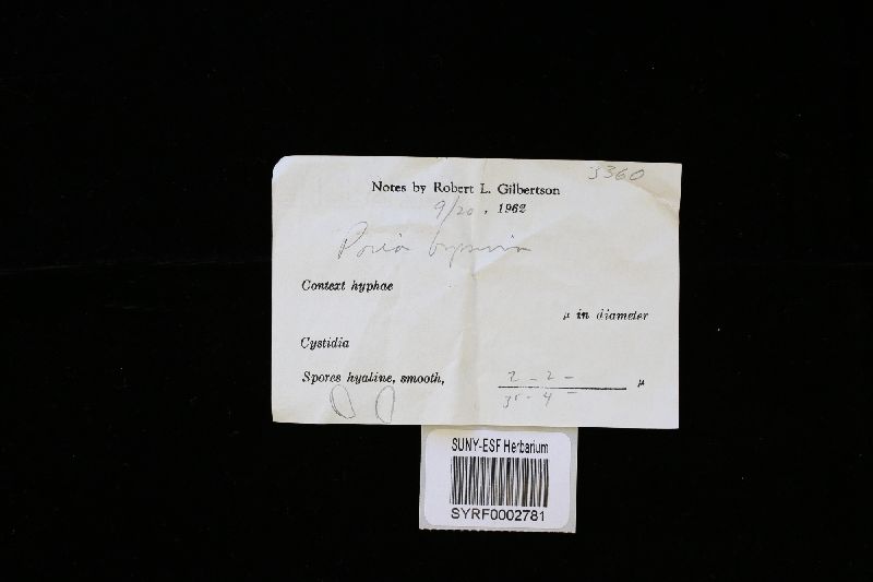 Poria byssina image