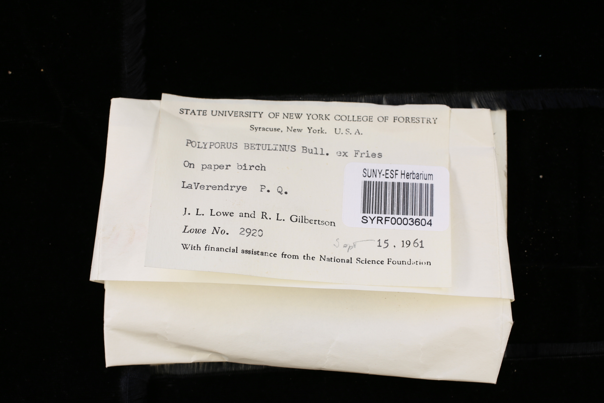 Physisporinus thumbnail