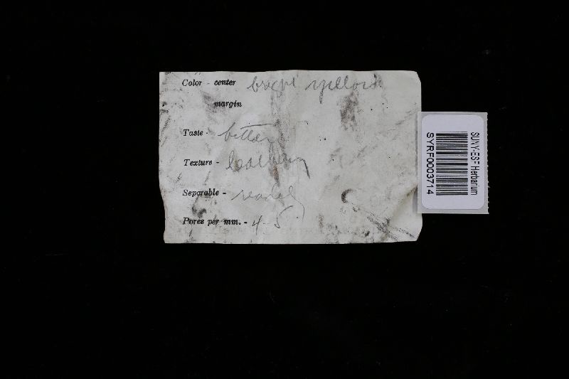 Perenniporia tenuis image