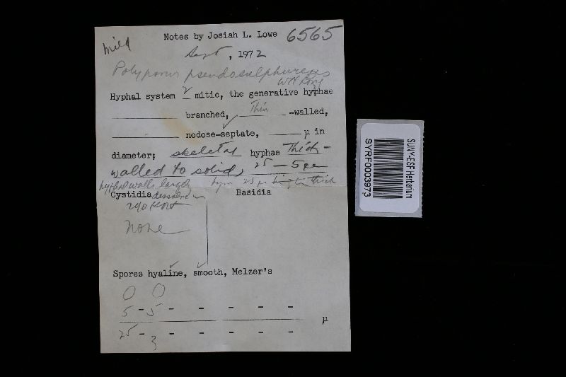 Piptoporus soloniensis image