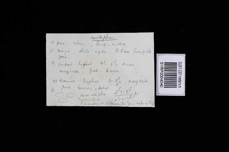 Abundisporus roseoalbus image