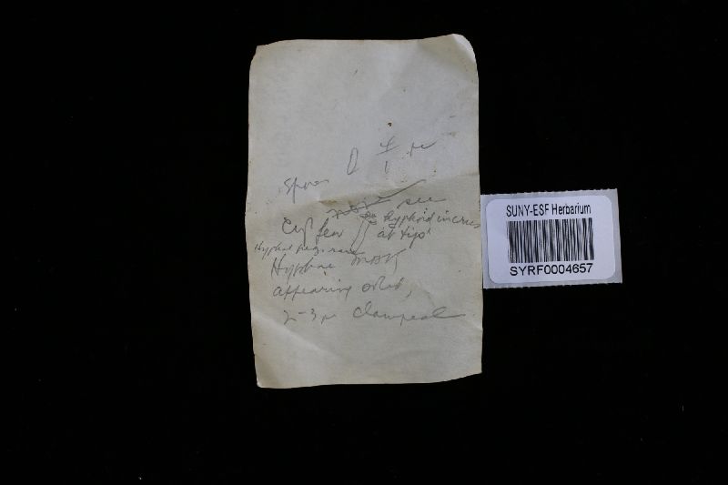 Postia hibernica image