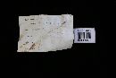 Postia balsamea image