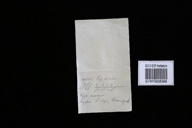 Oligoporus mappa image