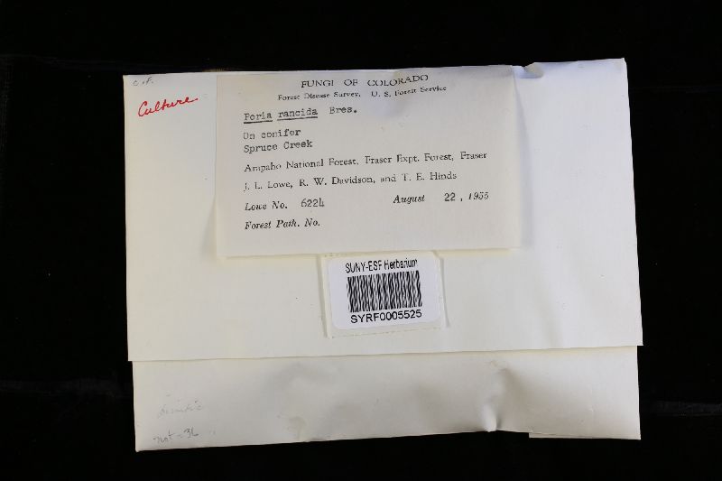 Postia rancida image