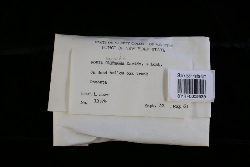 Postia rancida image