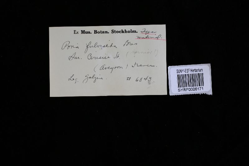 Perenniporia fulviseda image