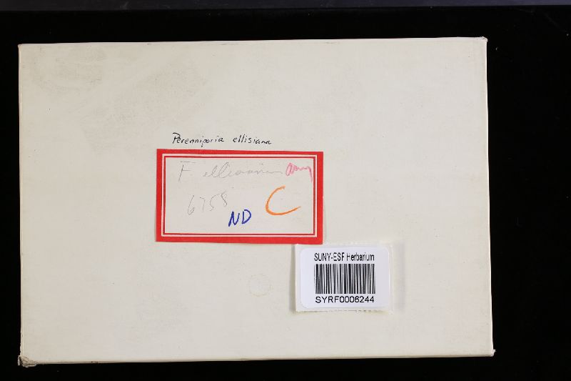 Perenniporia ellisiana image