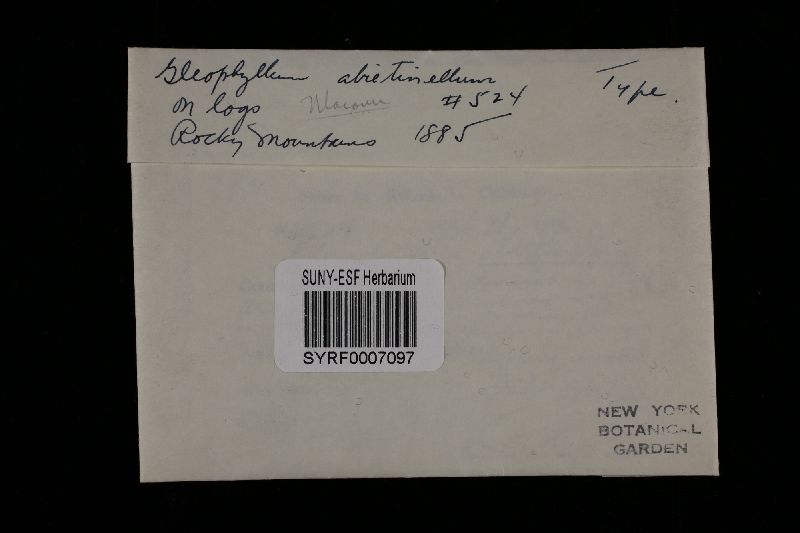 Gloeophyllum abietinum image