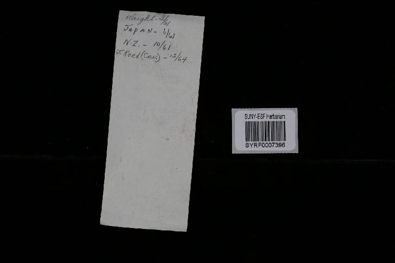 Erastia salmonicolor image