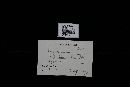Heterobasidion annosum image