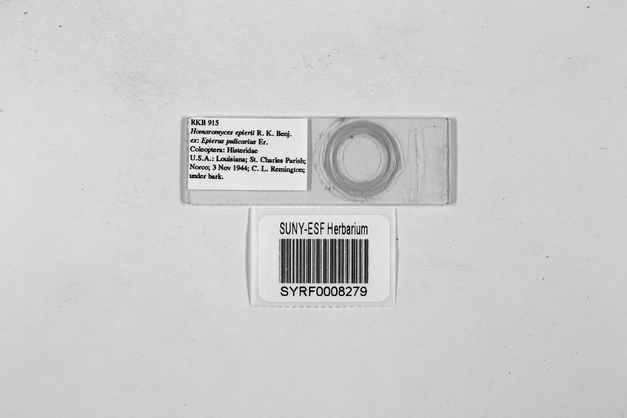 Homaromyces epieri thumbnail