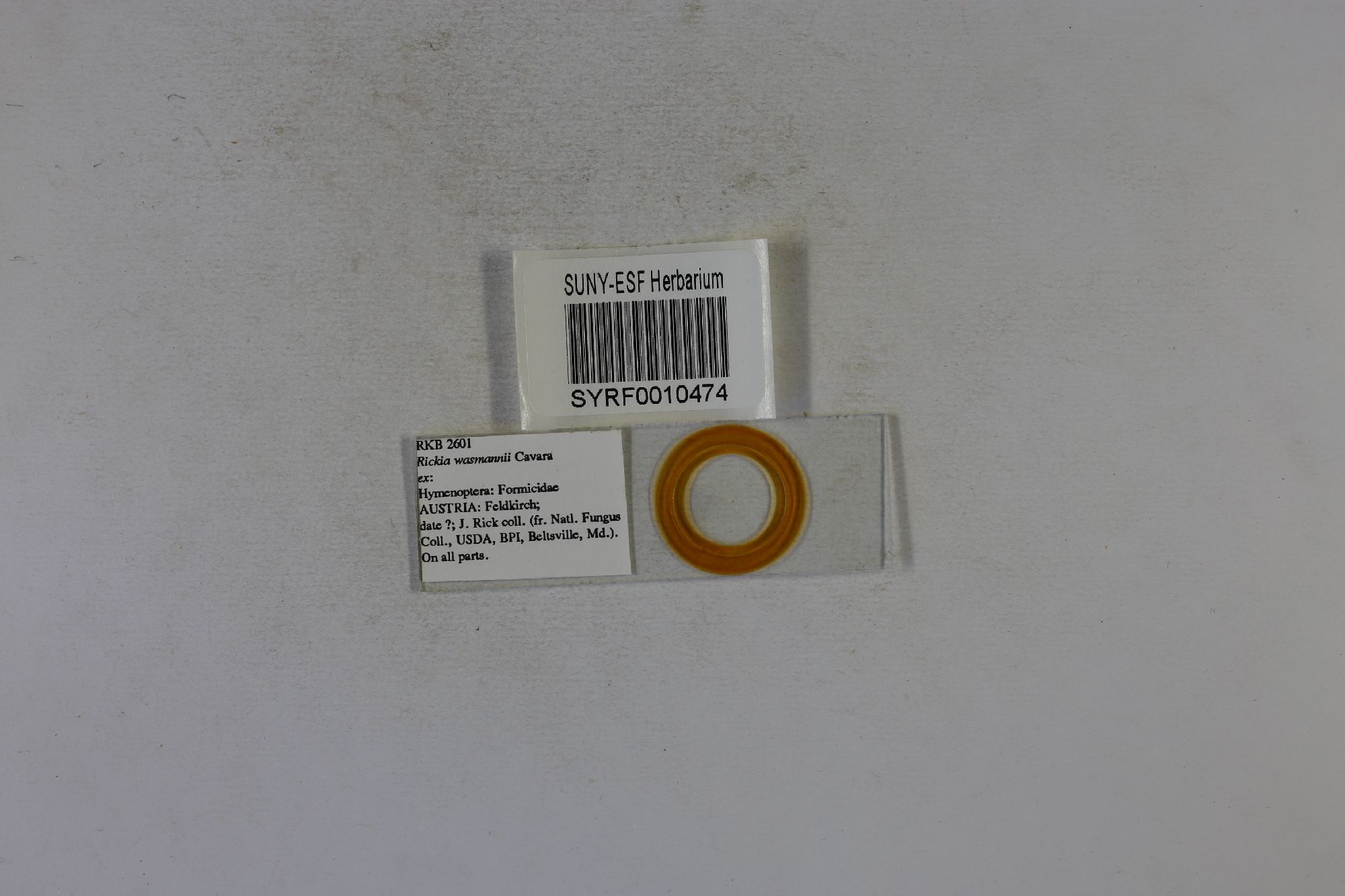 Rickia wasmannii