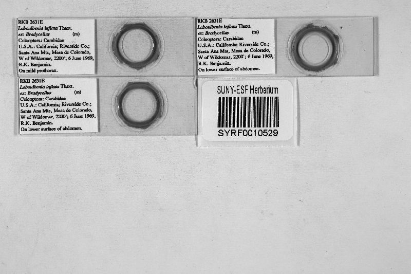 Laboulbenia inflata image