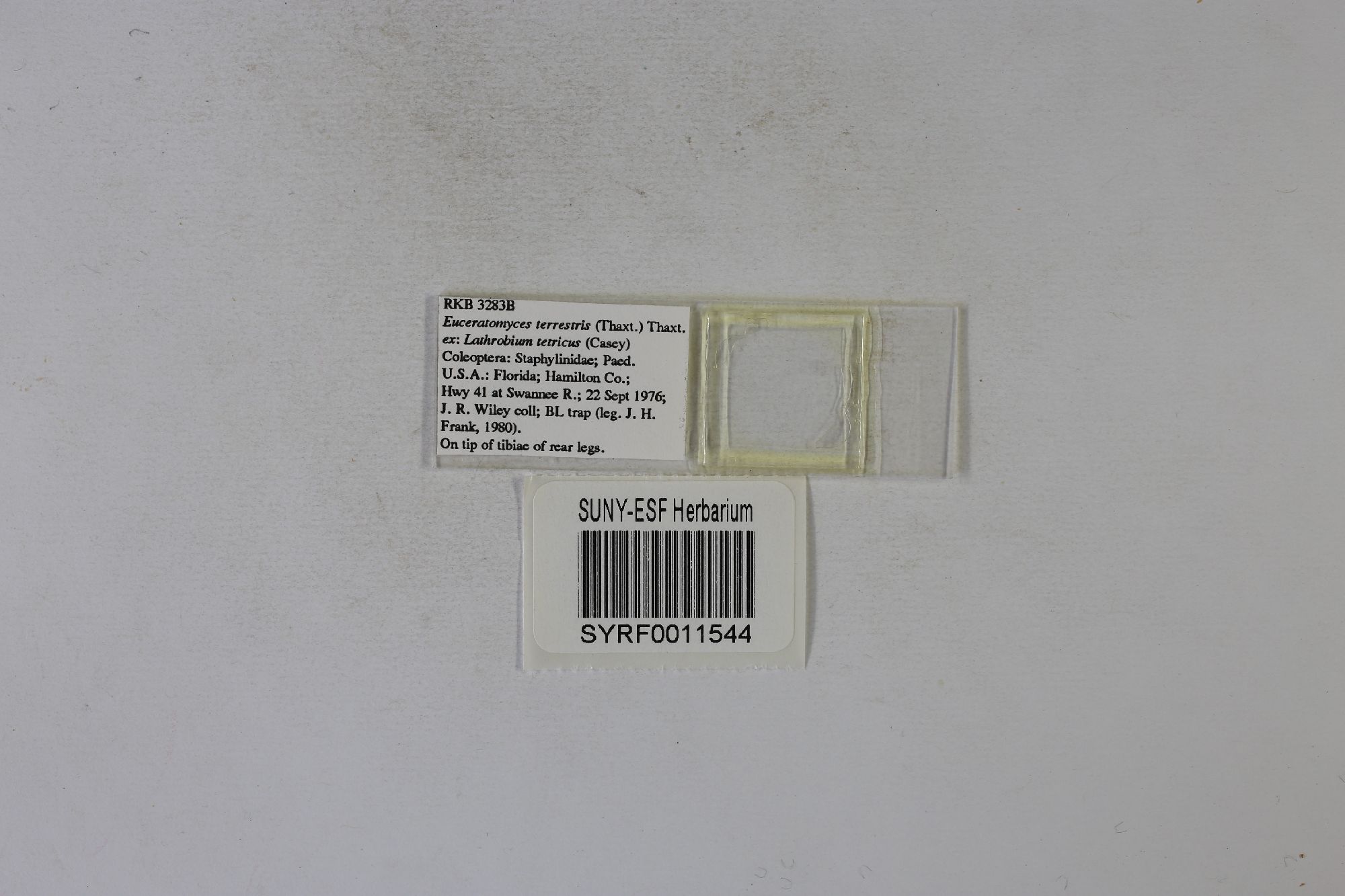 Euceratomyces terrestris