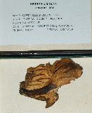 Cortinellus quercicola image