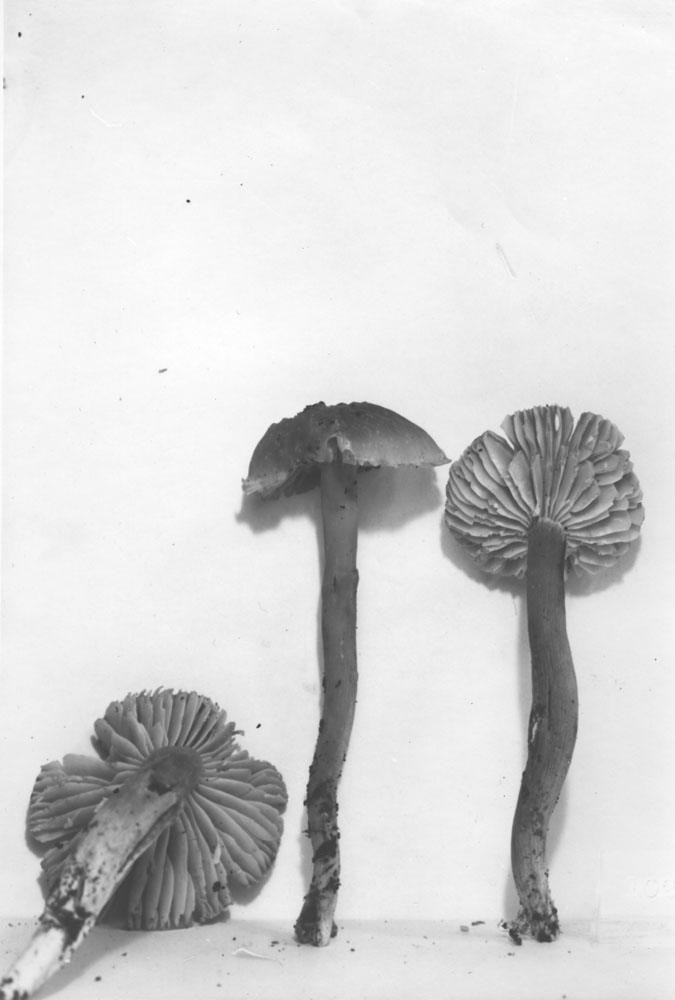 Hygrocybe deceptiva image