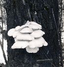 Pleurotus cornucopiae image